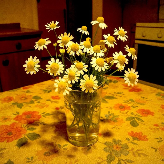Chamomile flowers