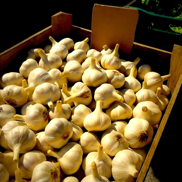 Garlic bulbs